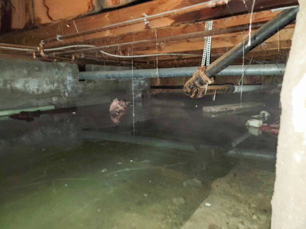 Best Local water damage restoration  in Catonsville, MD