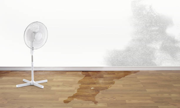 Best Professional water damage repair  in Catonsville, MD
