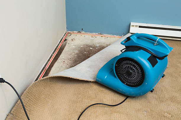 Best Flood damage cleanup  in Catonsville, MD